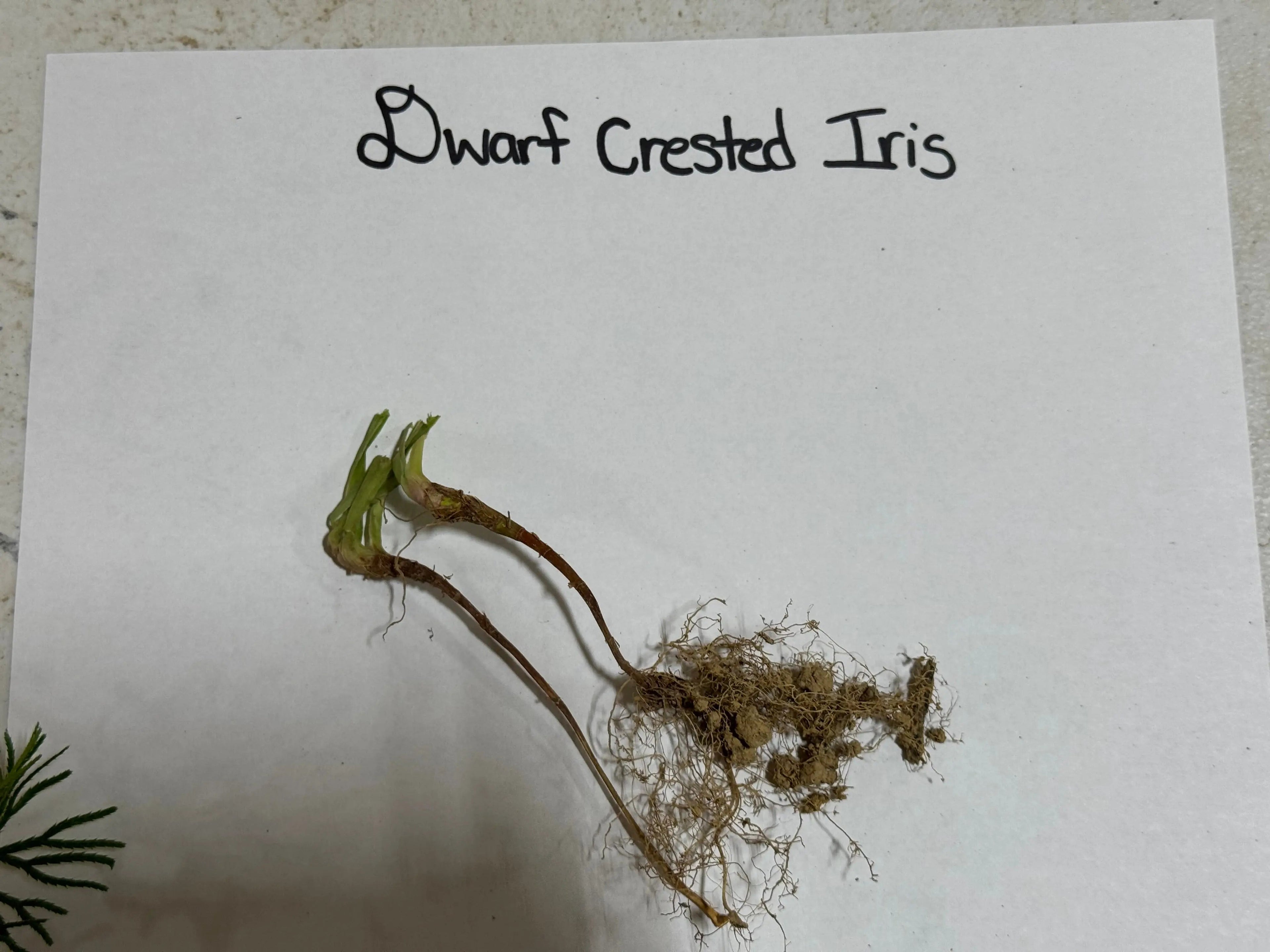Dwarf crested iris cristata plant with green leaves and brown roots on white surface