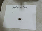 Jack in the pulpit dark brown textured seed pod on white paper