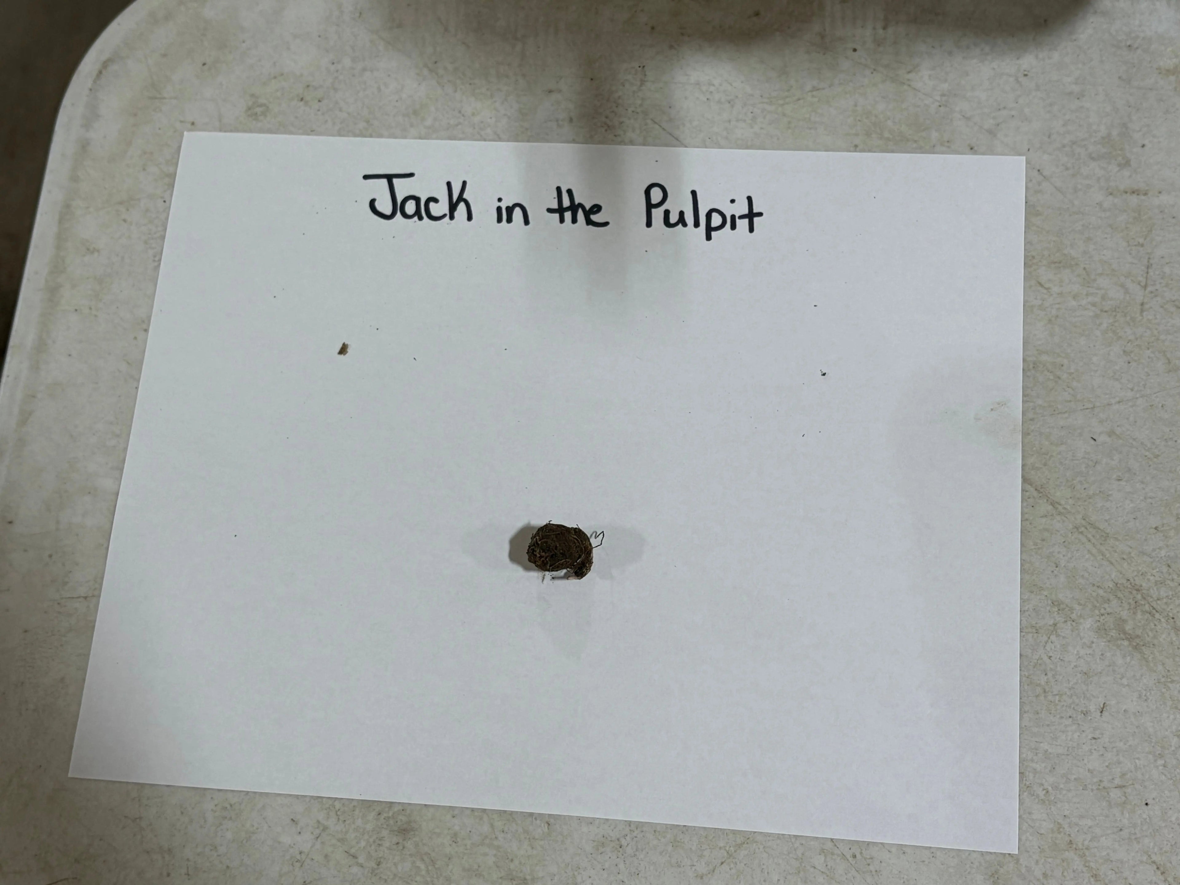Jack in the pulpit dark brown textured seed pod on white paper