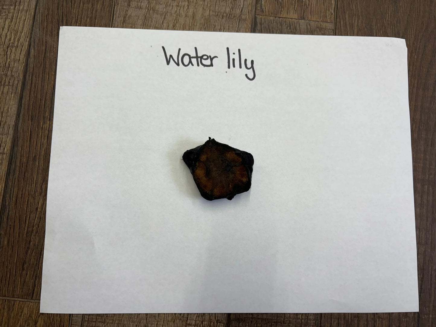Dark irregularly shaped dried water lily seed pod on white paper