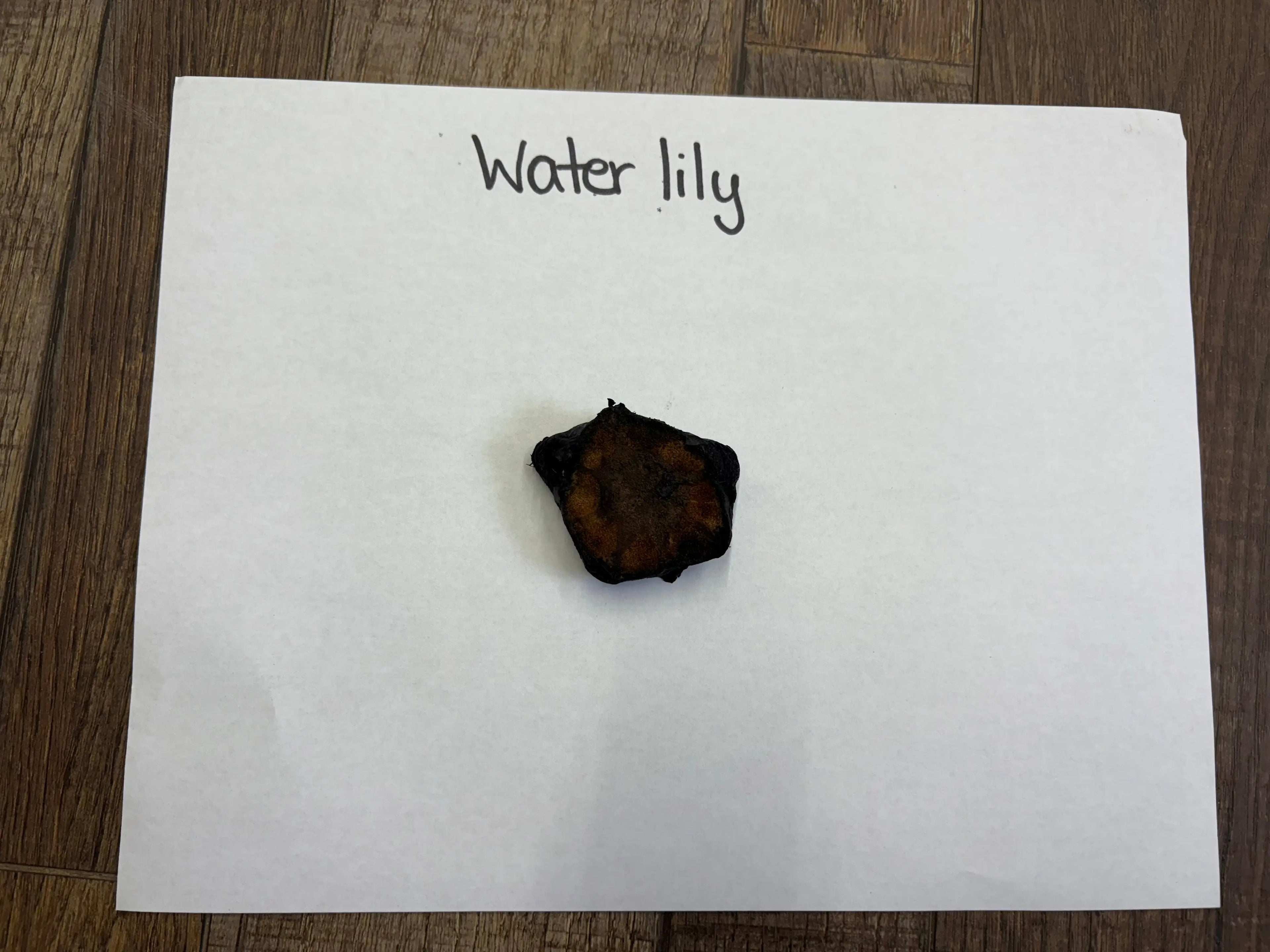 Dark irregularly shaped dried water lily seed pod on white paper