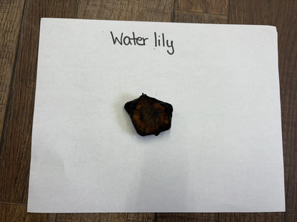 Dark irregularly shaped dried water lily seed pod on white paper
