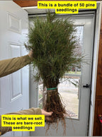 Bundle of 50 White Pine seedlings with green needles and exposed roots