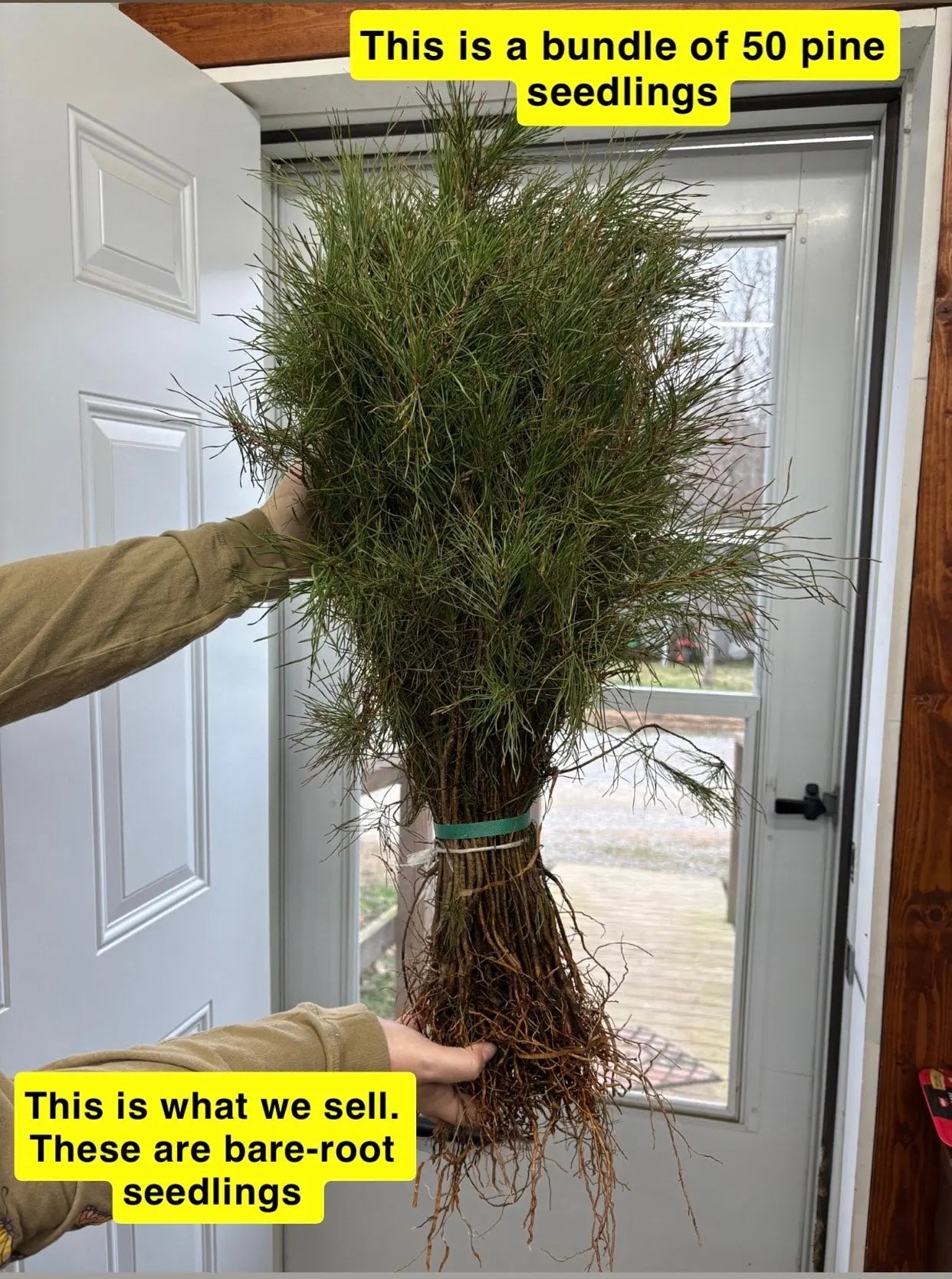 Bundle of 50 White Pine seedlings with green needles and exposed roots