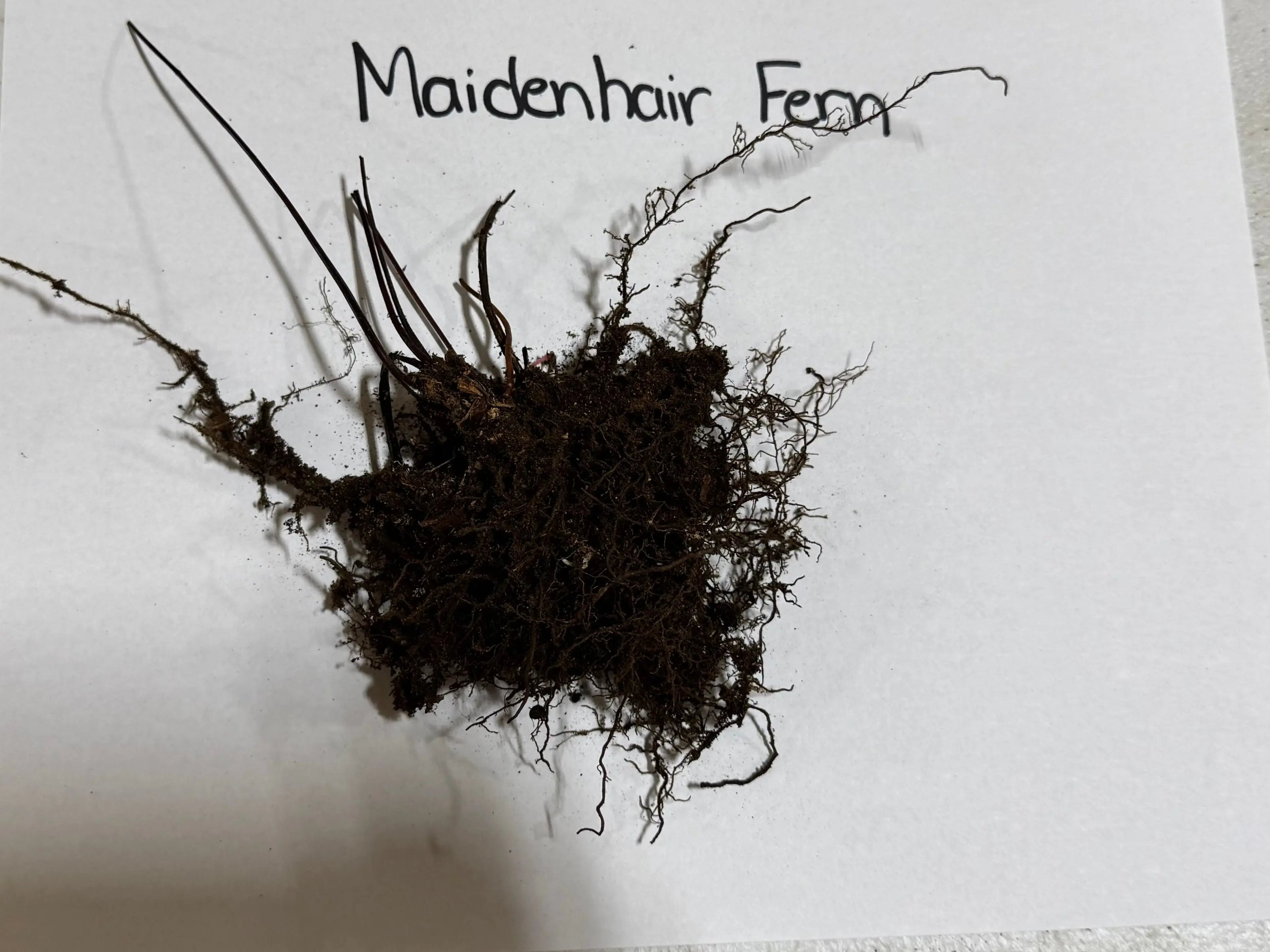 Dark tangled maidenhair fern roots with wispy fronds and mossy texture