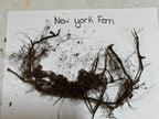 Tangled dark brown New York fern root system with fibrous roots and soil