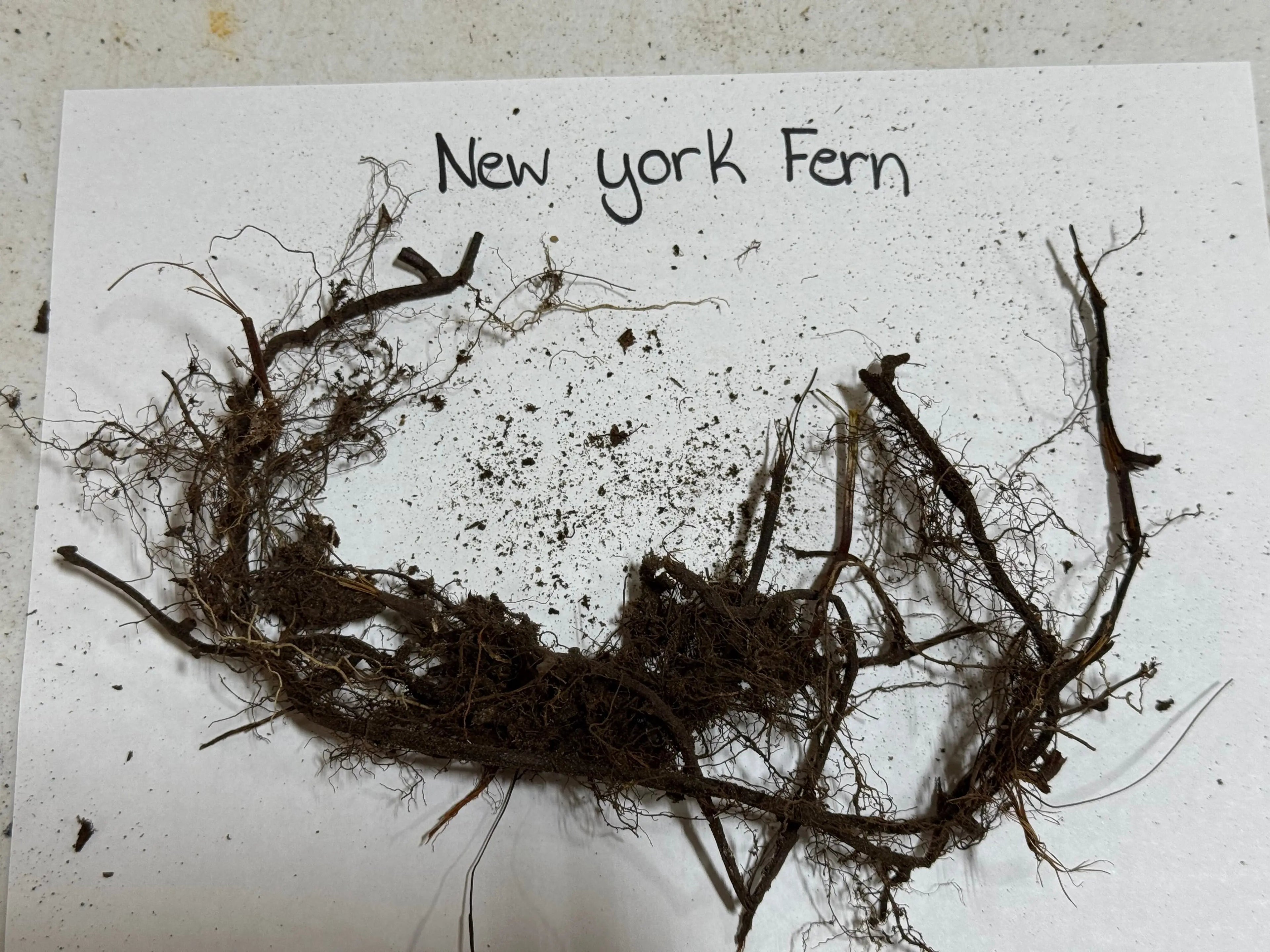 Tangled dark brown New York fern root system with fibrous roots and soil