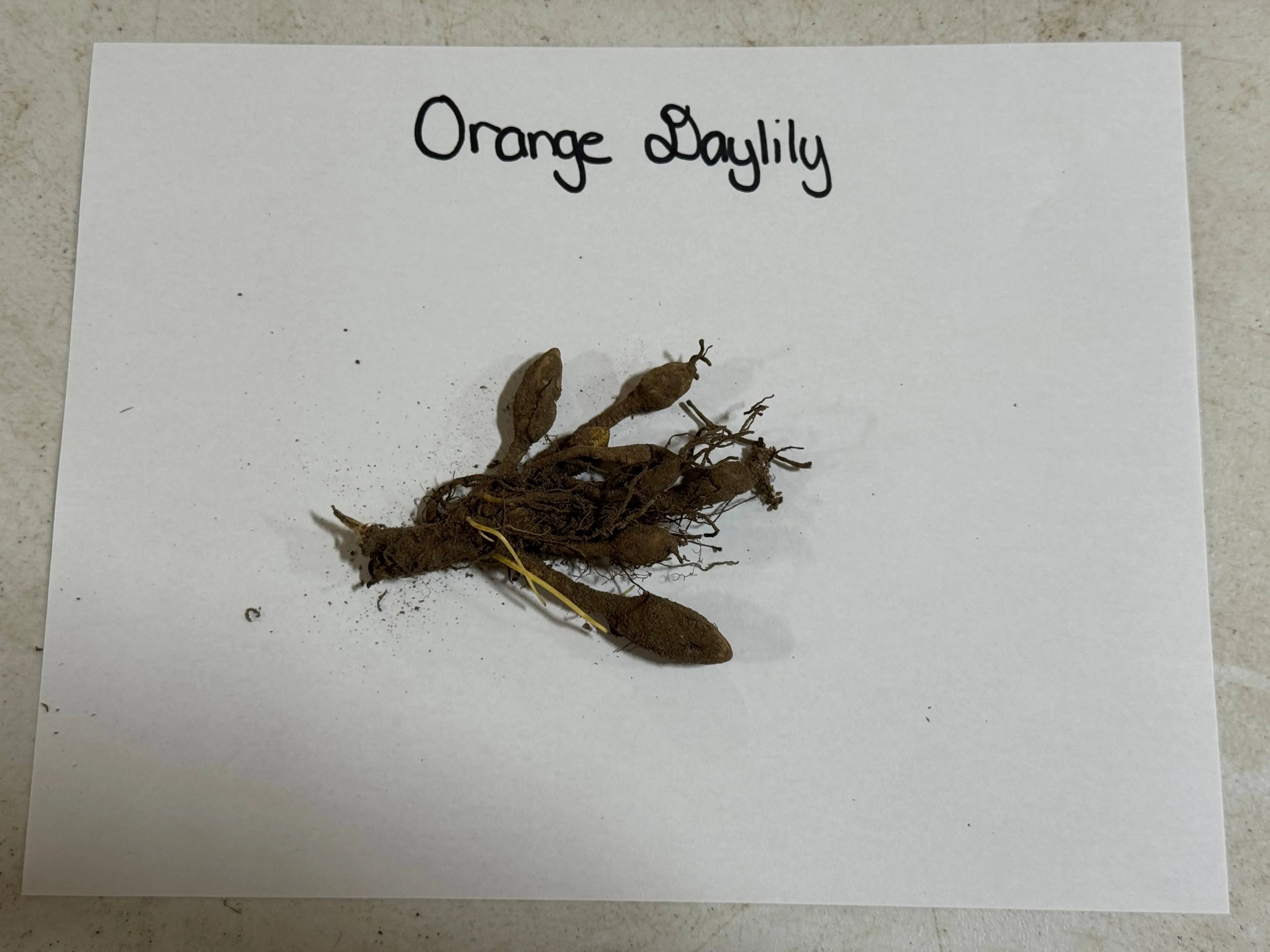 Orange daylily bulbs with brown roots and stems on white surface
