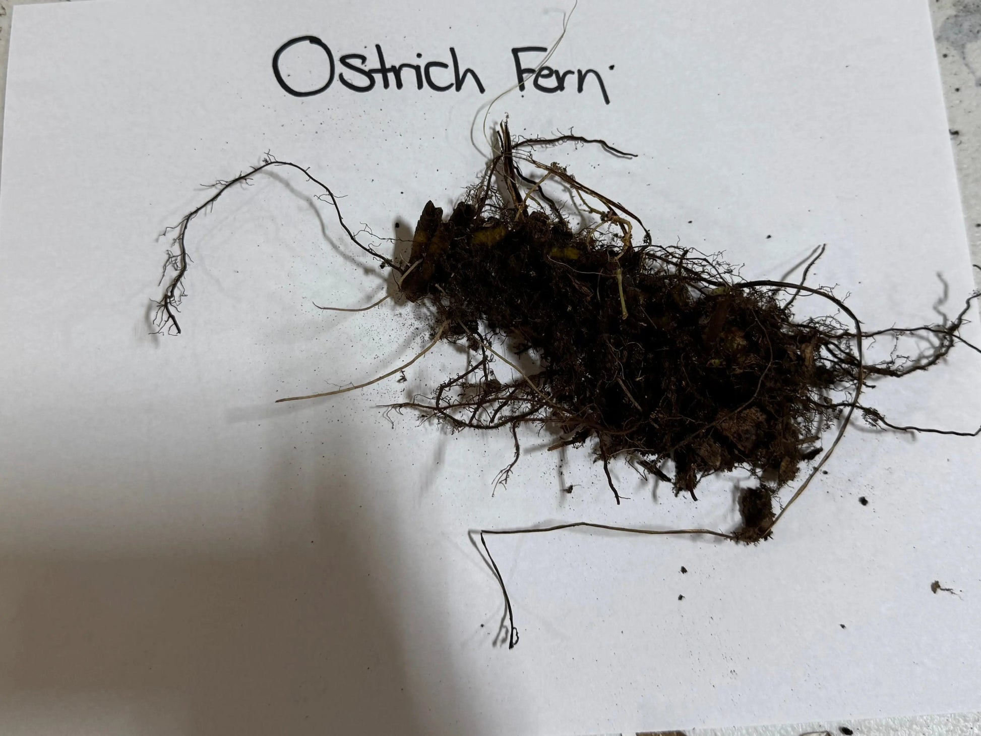 Ostrich fern roots: dark brown clump with tangled fibrous tendrils and soil