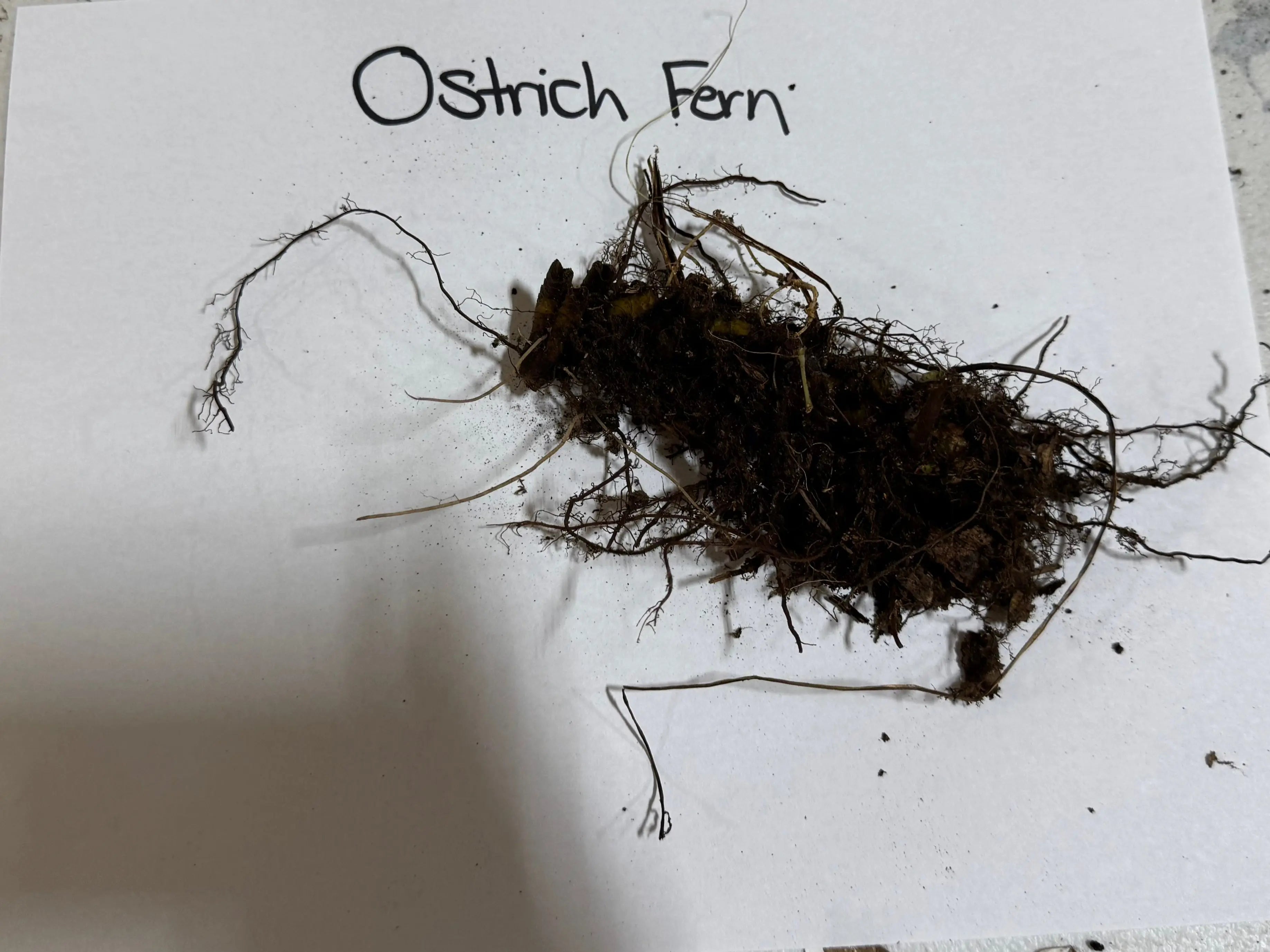 Ostrich fern roots: dark brown clump with tangled fibrous tendrils and soil