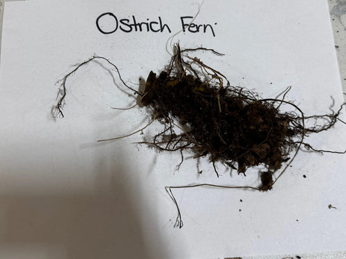 Ostrich fern roots: dark brown clump with tangled fibrous tendrils and soil