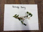 Partridgeberry plant sprig with small green leaves and delicate stems tied at base