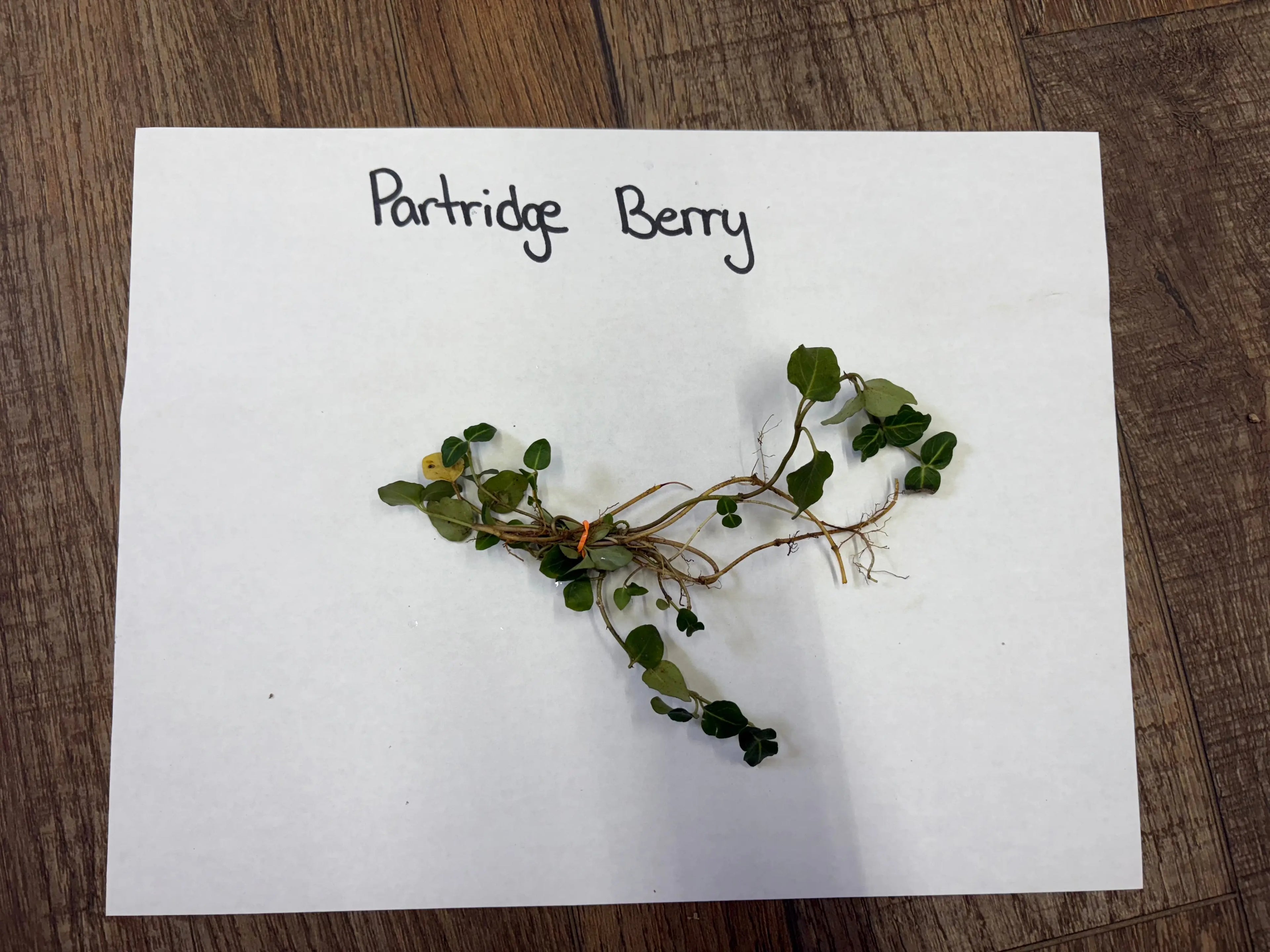Partridgeberry plant sprig with small green leaves and delicate stems tied at base