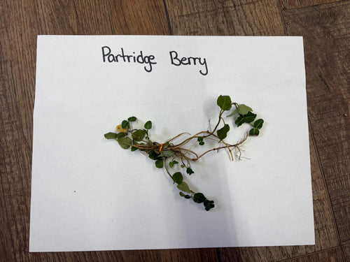 Partridgeberry plant sprig with small green leaves and delicate stems tied at base