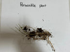 Periwinkle plant with delicate green stems, tangled roots in dark soil