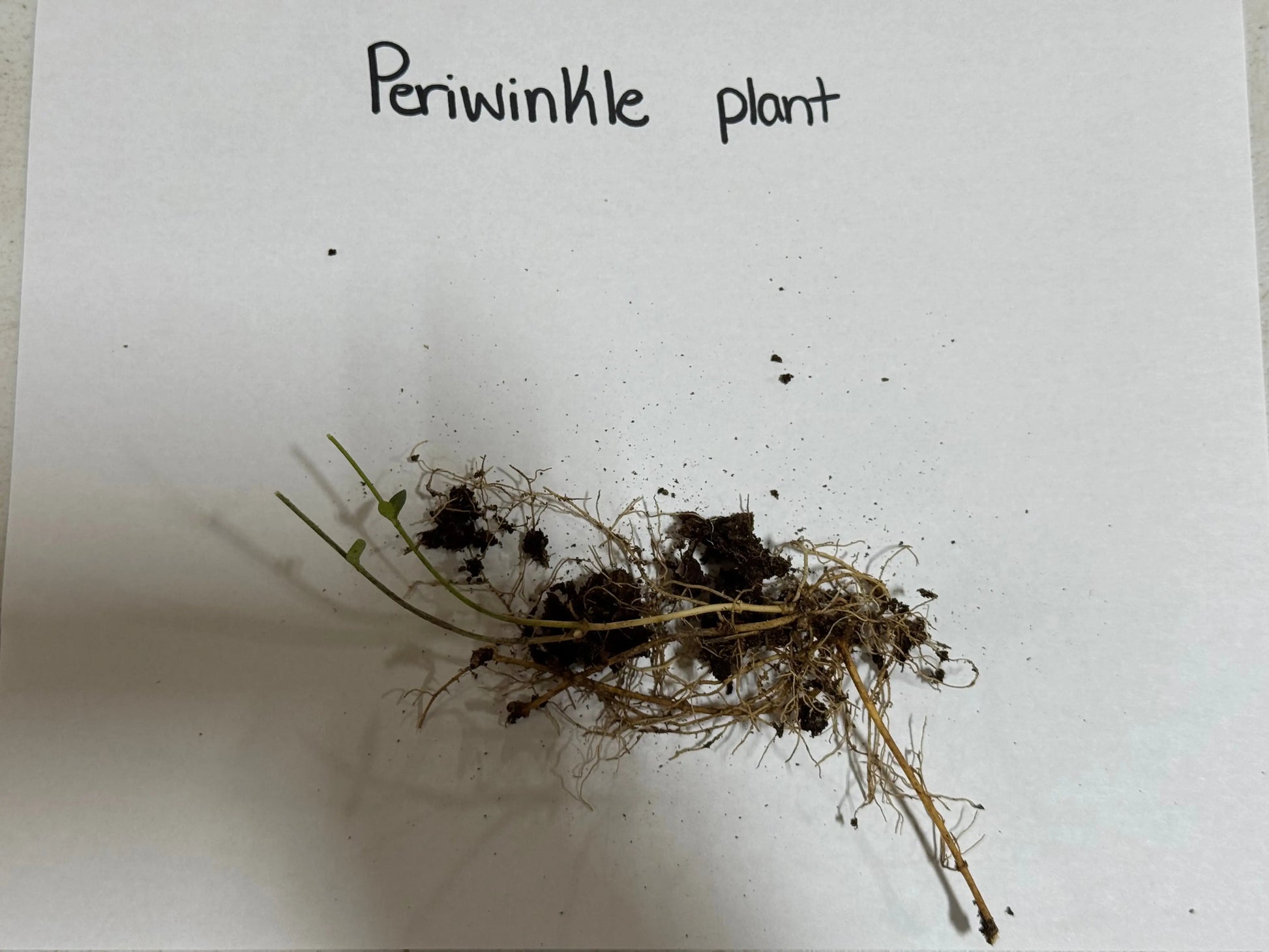 Periwinkle plant with delicate green stems, tangled roots in dark soil