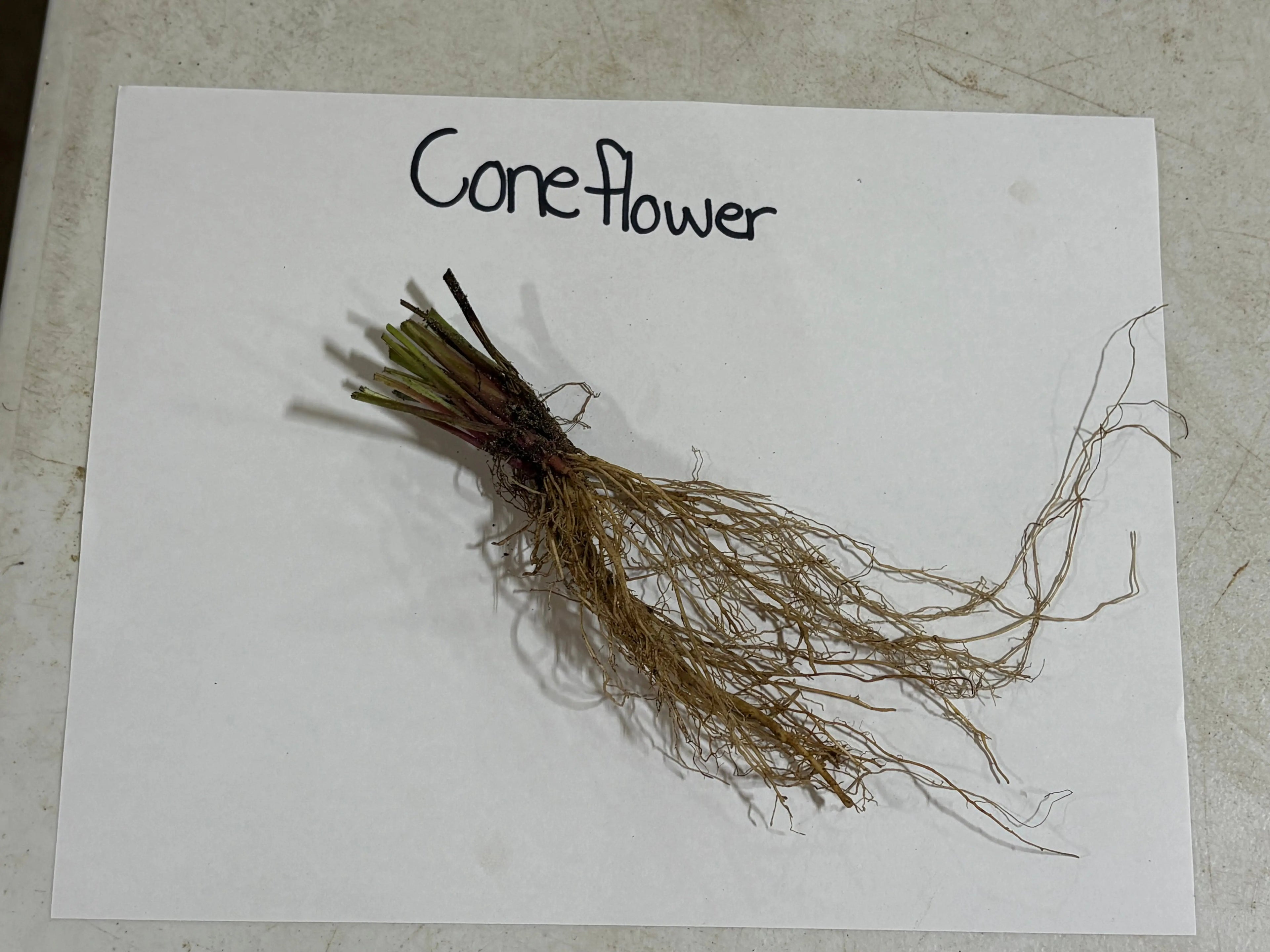 Purple Coneflower bundle with dried slender brownish roots and green stems