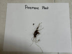 Rue Anemone dried plant with dark tangled roots on white paper
