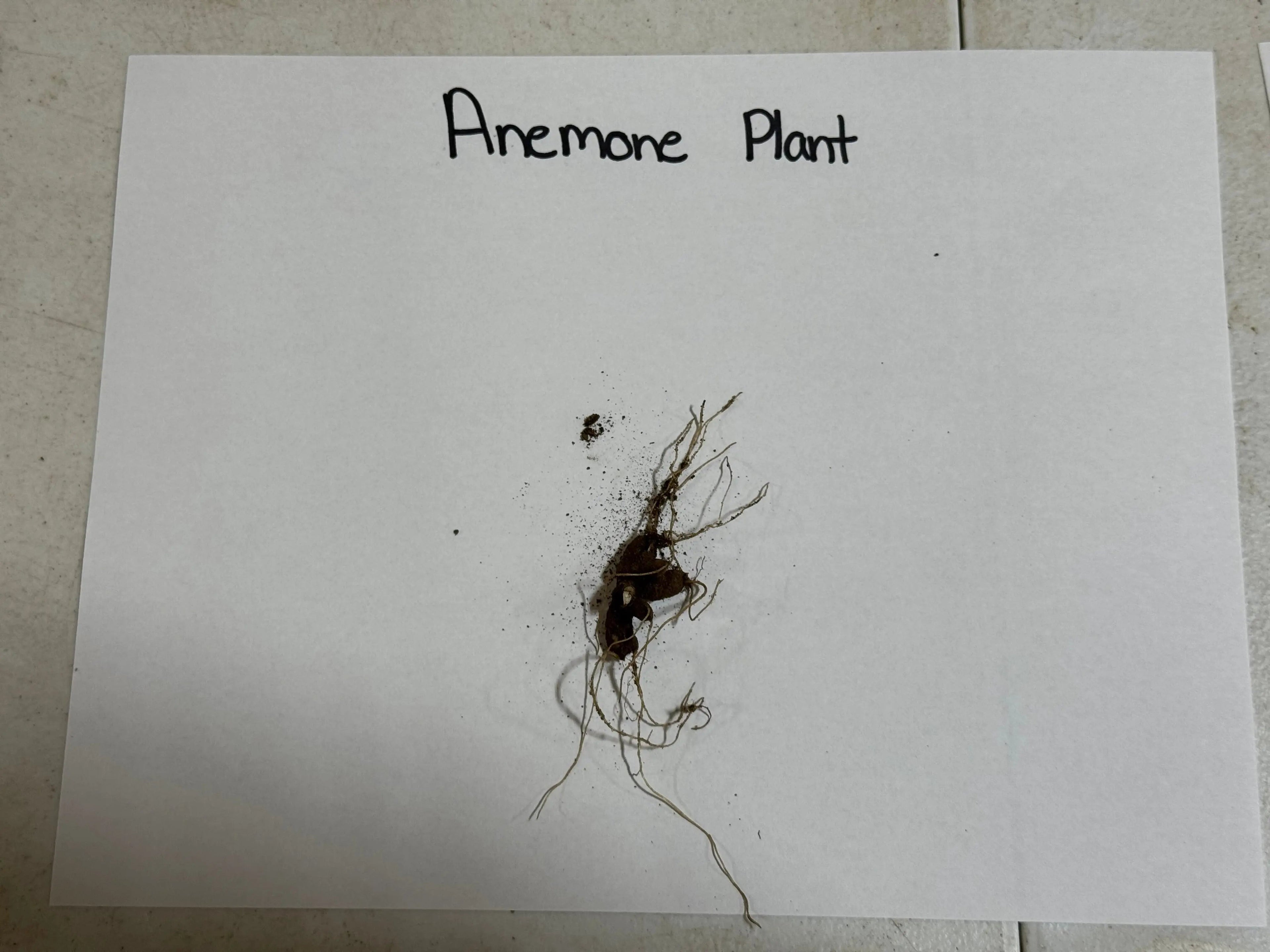 Rue Anemone dried plant with dark tangled roots on white paper