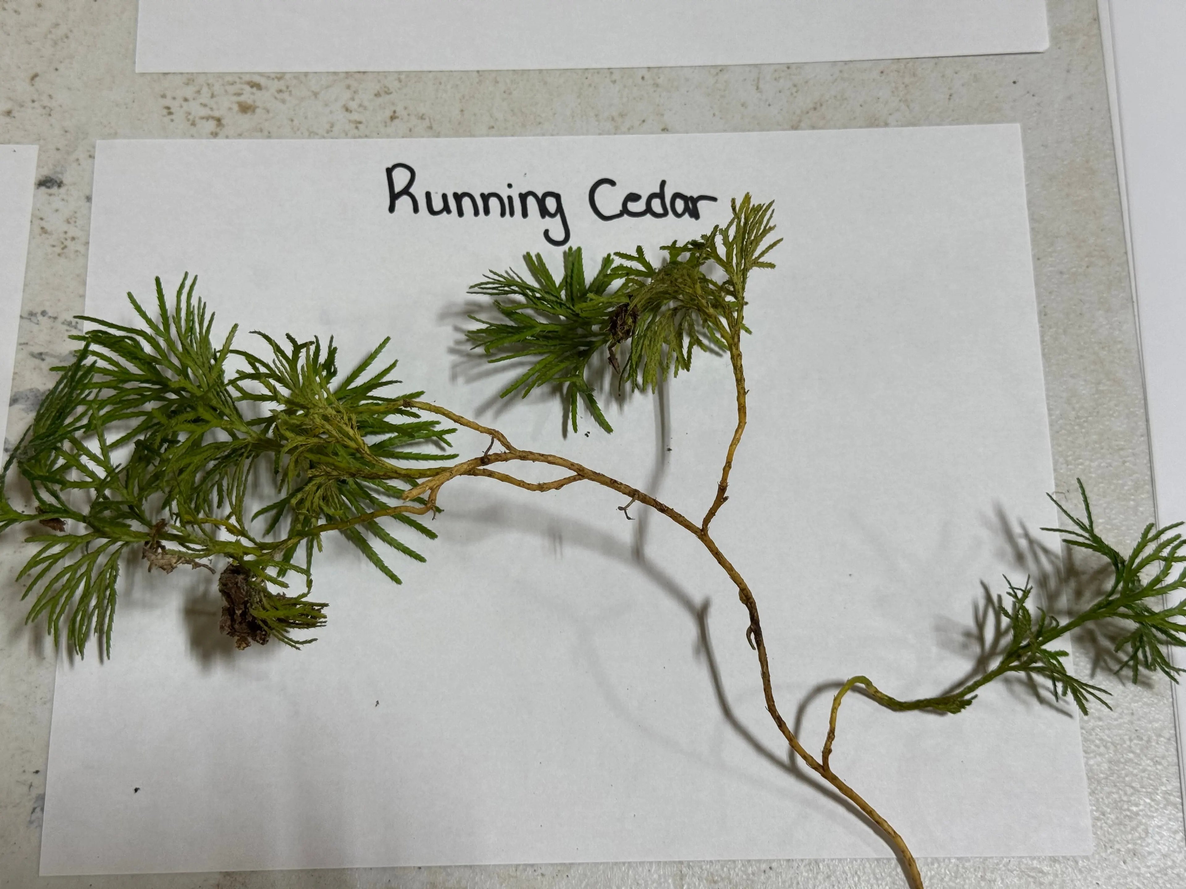 Running Cedar Plant sprig with slender green needle-like leaves on woody brown stem