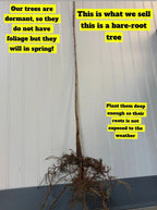 Bare-root Red Maple tree with slender brown trunk and tangled roots