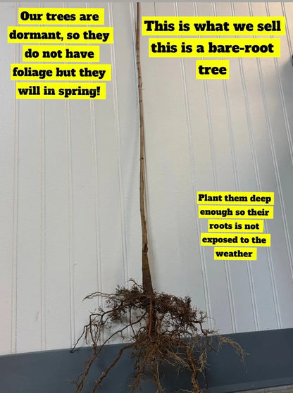 Bare-root Red Maple tree with slender brown trunk and tangled roots