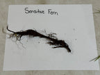 Dark brown tangled root system of Sensitive Fern on white paper