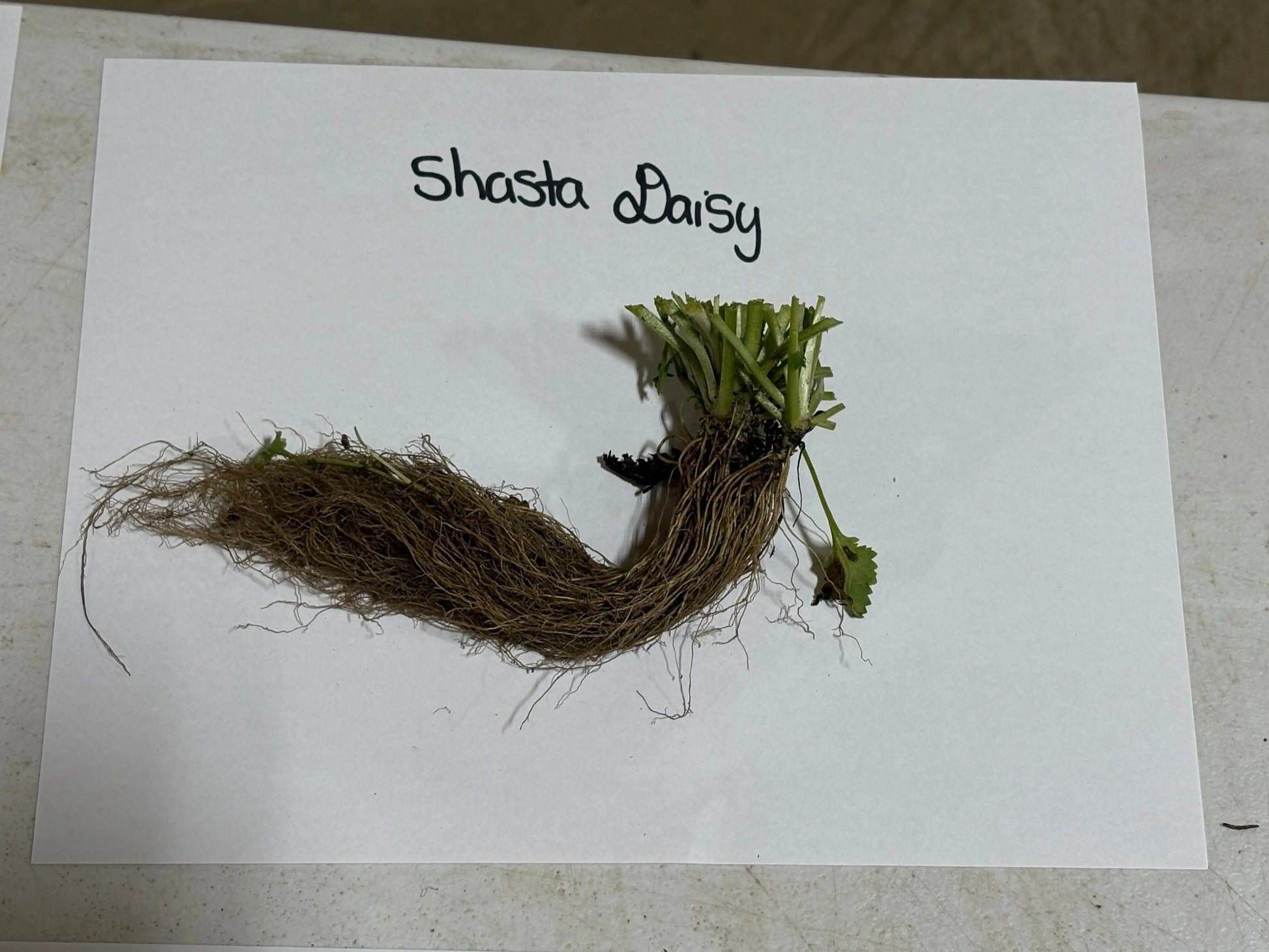 Shasta Daisy plant with green leaves and dense brown roots