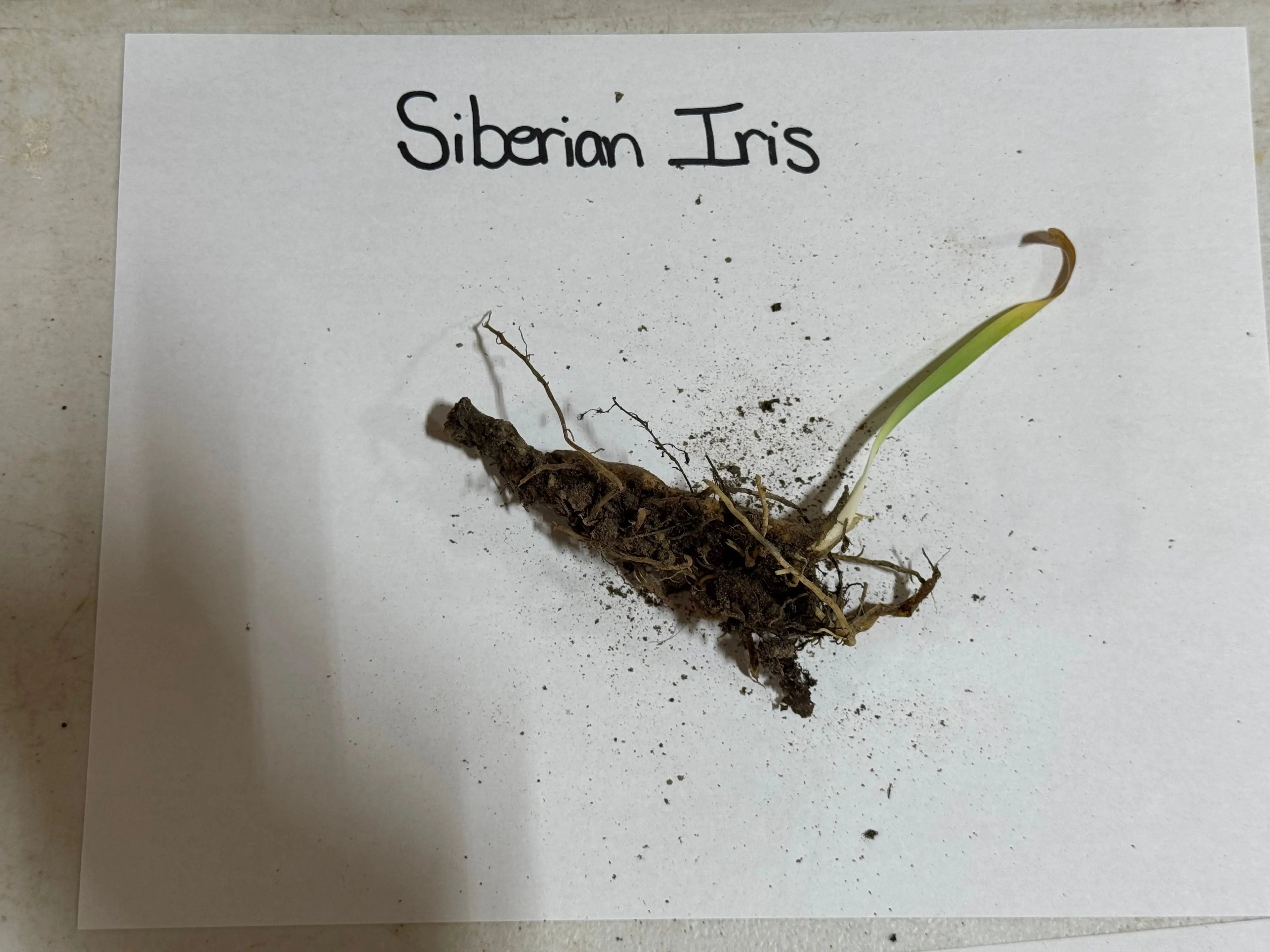 Fresh Siberian Iris Plant with dark roots and green leaf emerging