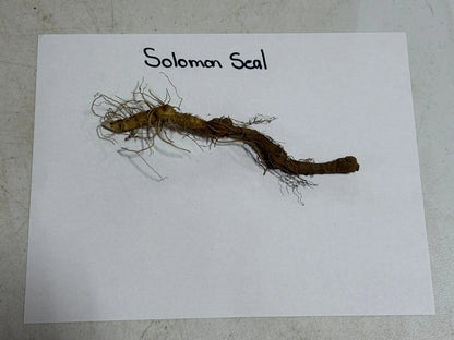 Dried brownish-yellow Solomons Seal root with gnarled segments and fibrous roots