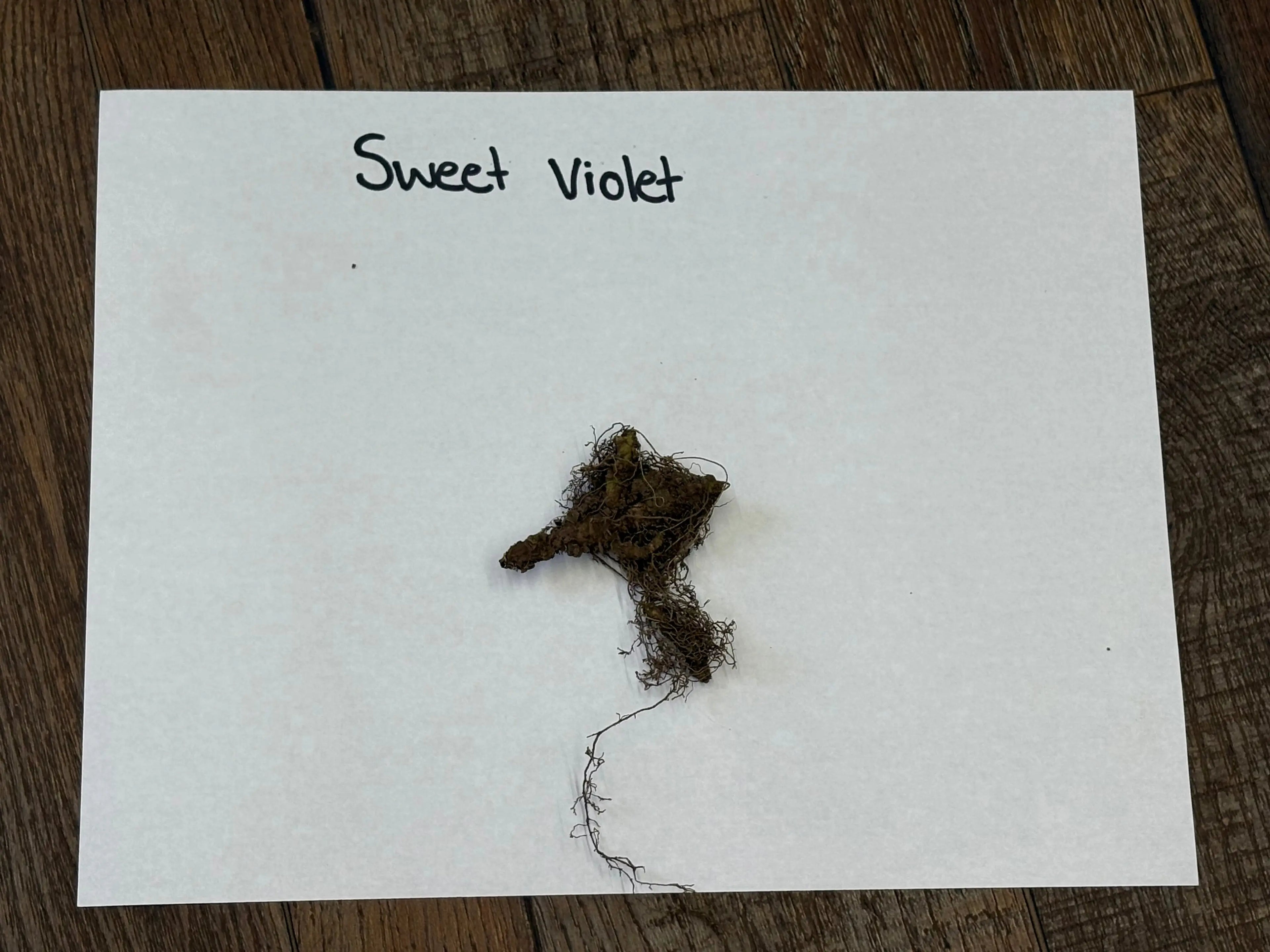 Dried Purple Violet root with tangled earthy brown roots and fibrous crown