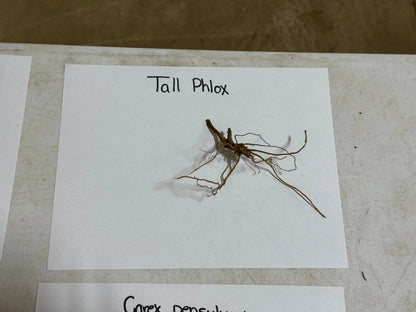 Tall phlox plant dried brown root system with branching tendrils on white label