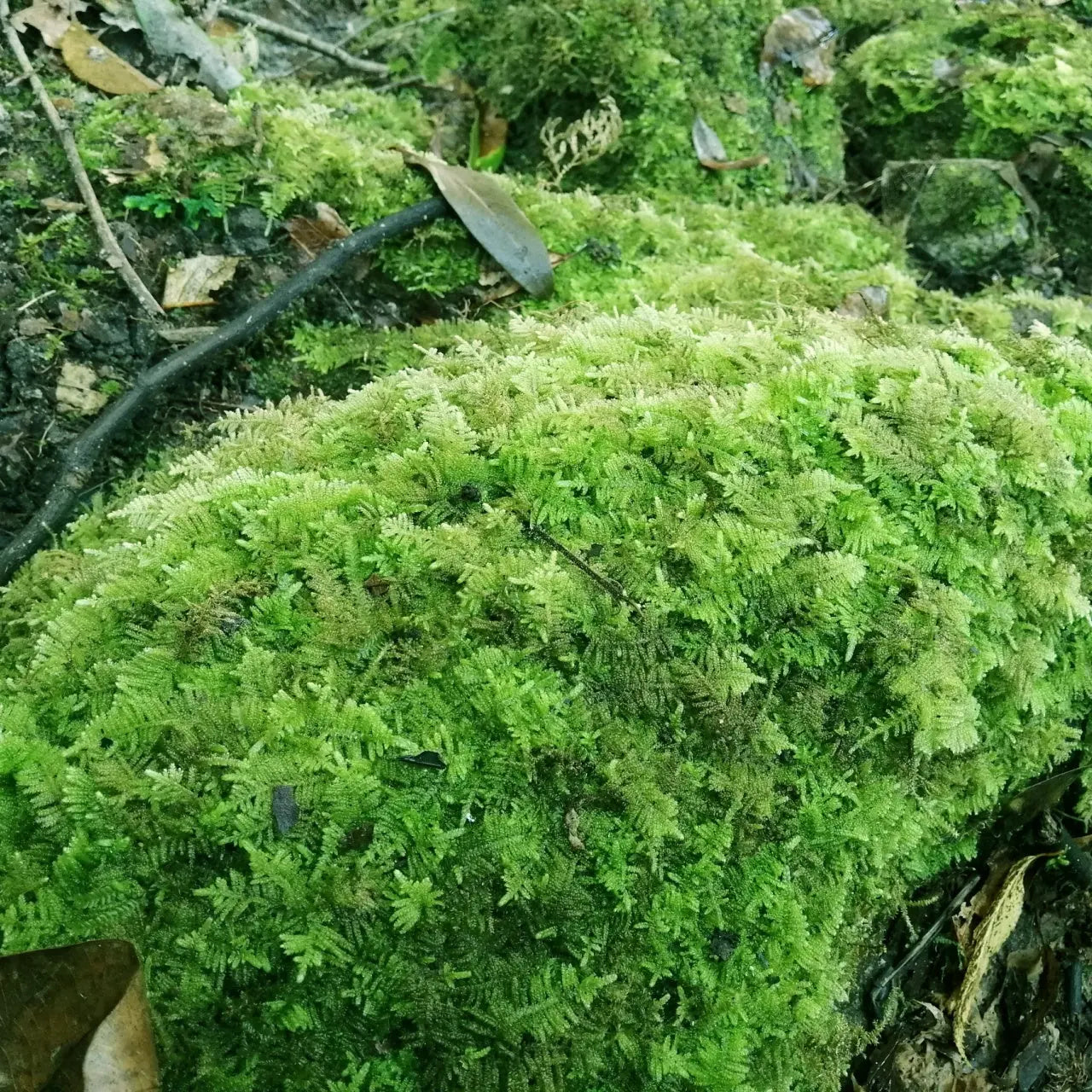 Lush Thuidium moss with vibrant green feathery texture on rock or log