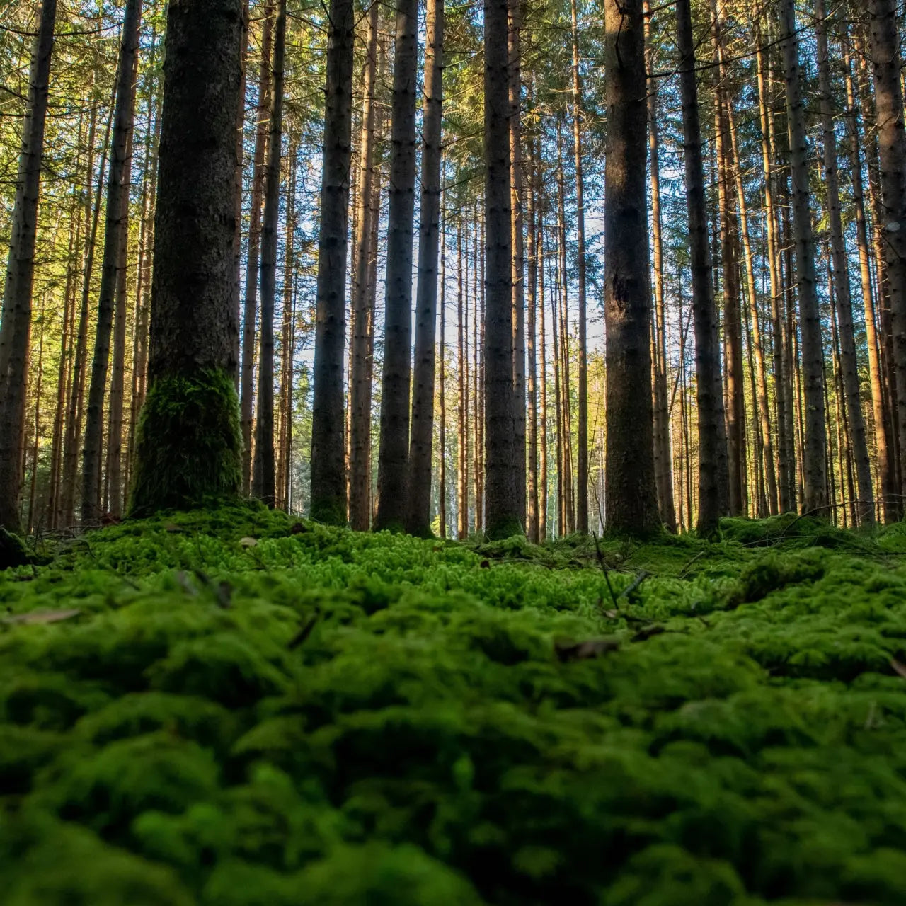Dense forest of tall slender pine trees with moss-covered trunks in Tree Moss
