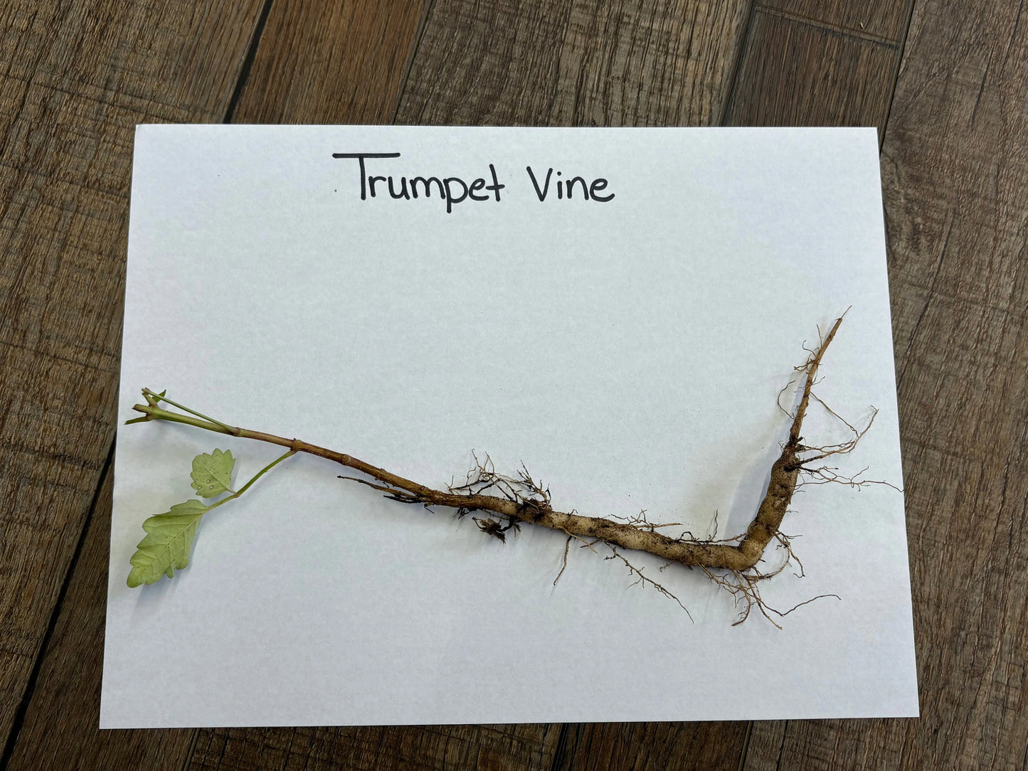Slender light brown trumpet vine stem with green leaves and fine roots