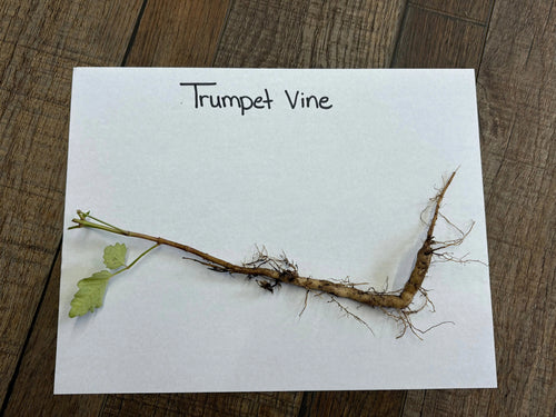 Slender light brown trumpet vine stem with green leaves and fine roots
