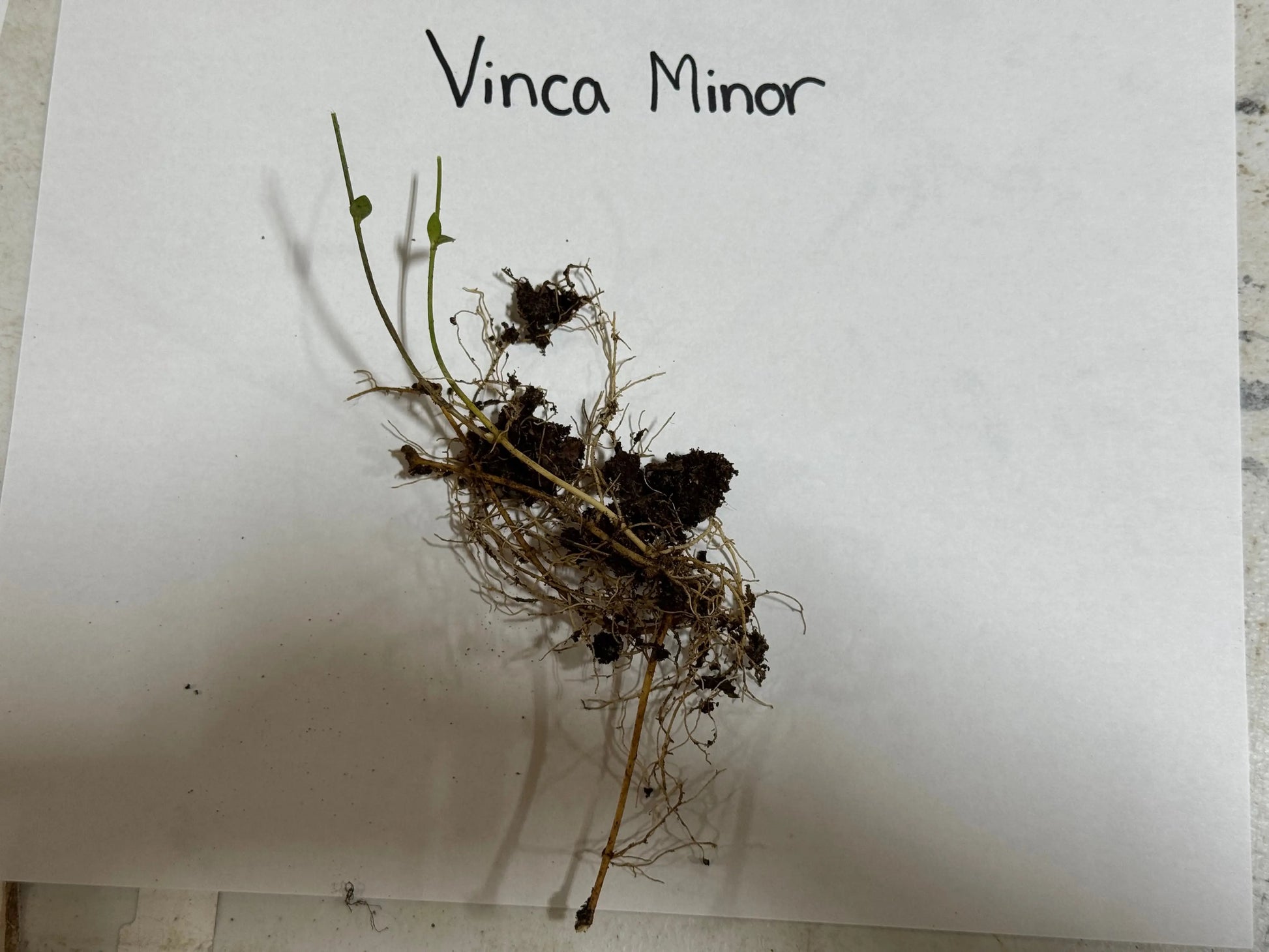 Vinca Minor plant with slender green stems, tiny leaves in dark soil