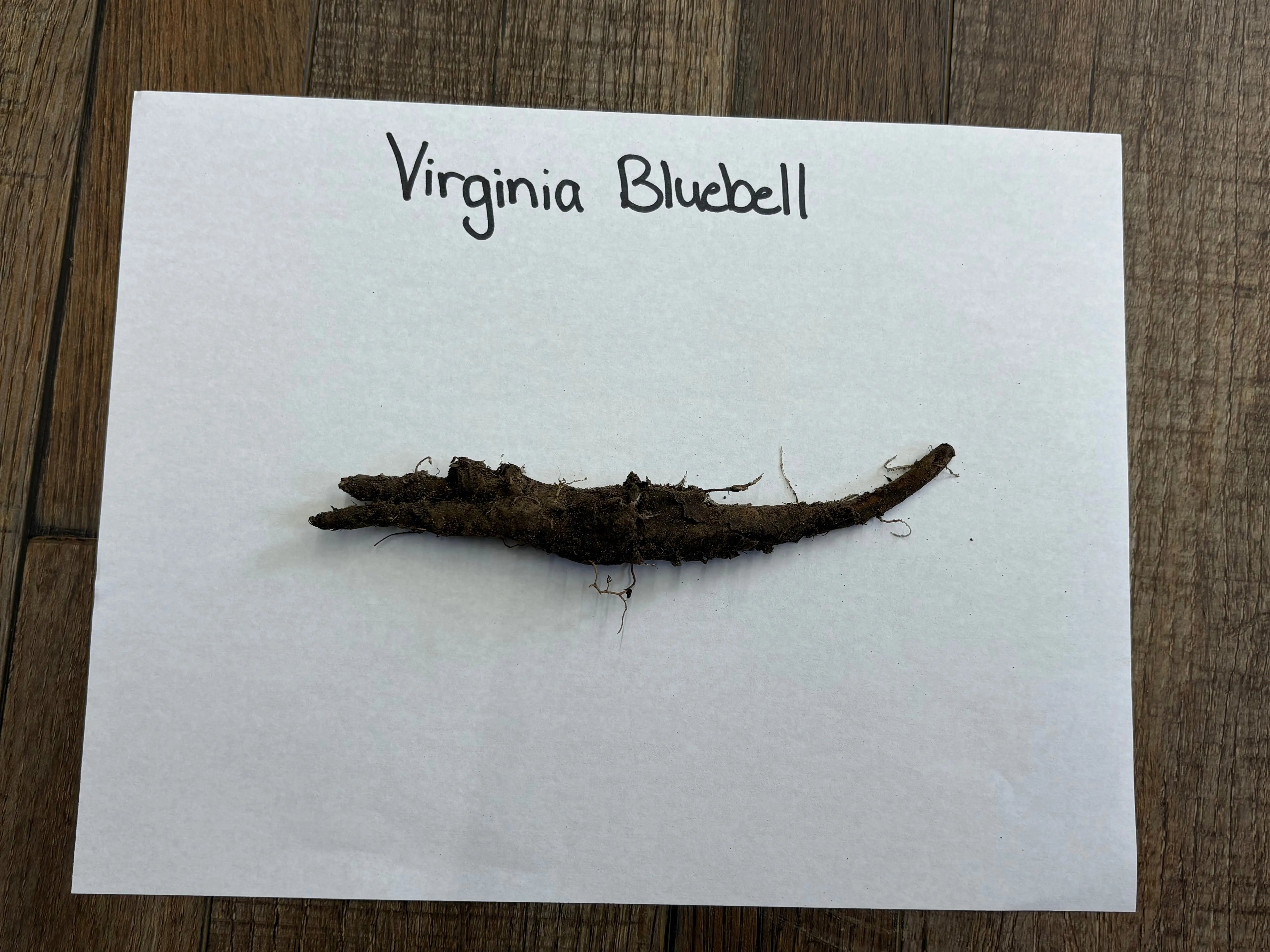 Virginia bluebell dark brown elongated root with soil and fine roots