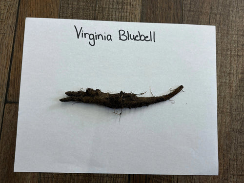 Virginia bluebell dark brown elongated root with soil and fine roots