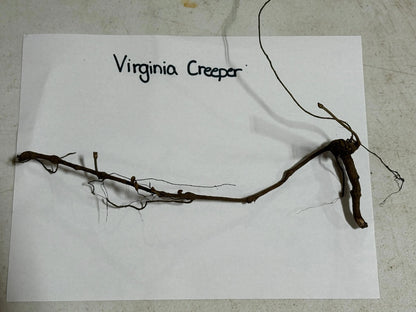 Dried brown Virginia Creeper vine with roots and tendrils