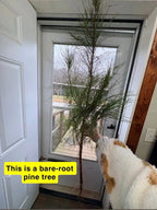 Virginia Pine Tree with slender green needles and exposed roots in doorway