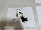 Fresh walking fern plant with vibrant green fronds and soil-clinging roots on white paper