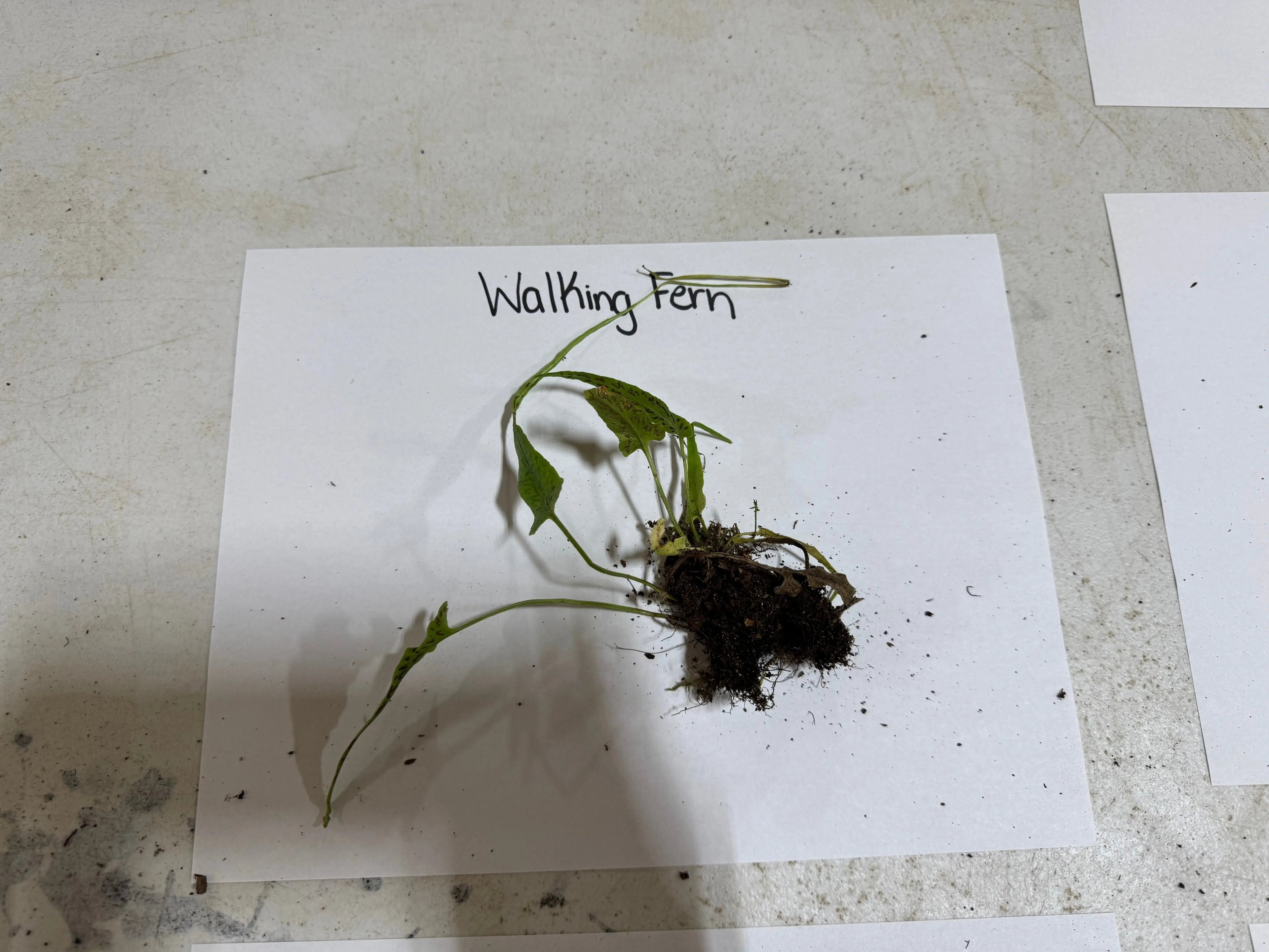 Fresh walking fern plant with vibrant green fronds and soil-clinging roots on white paper