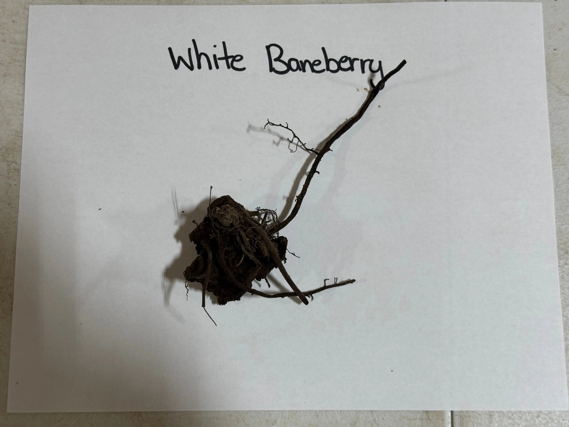 Dried White Baneberry plant with tangled dark brown roots and slender branches