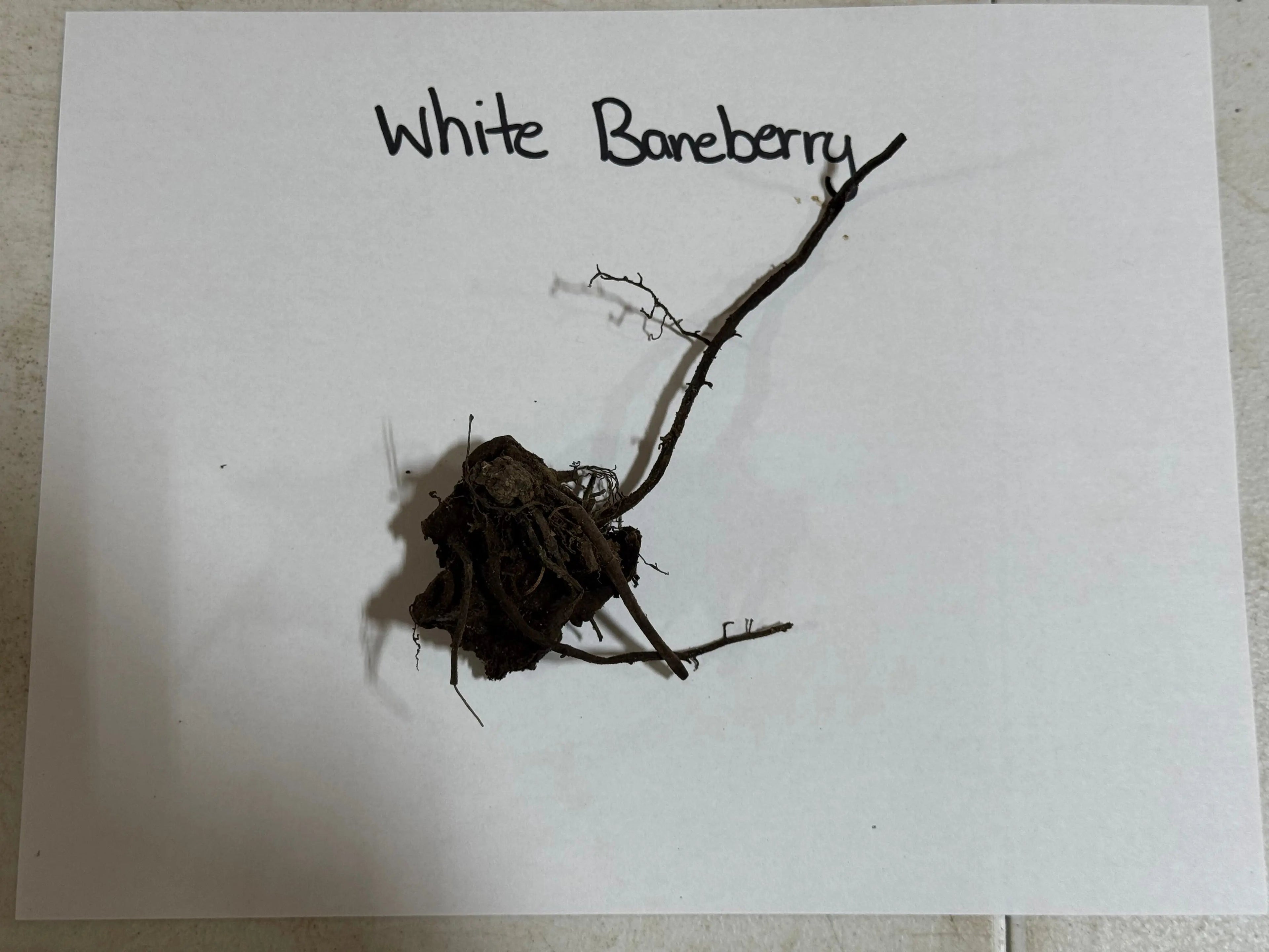 Dried White Baneberry plant with tangled dark brown roots and slender branches
