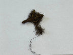 White Violet Plant brown root-covered specimen with tangled earthy roots