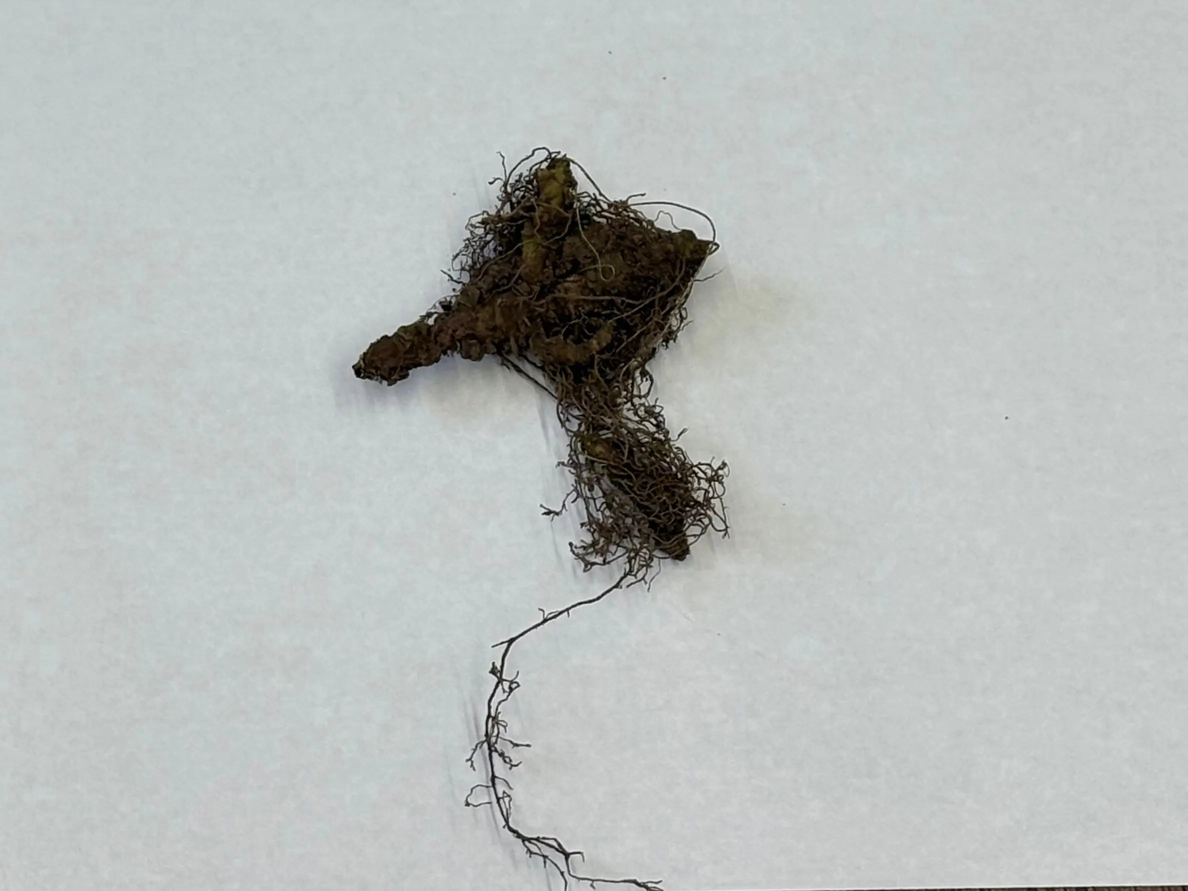 White Violet Plant brown root-covered specimen with tangled earthy roots