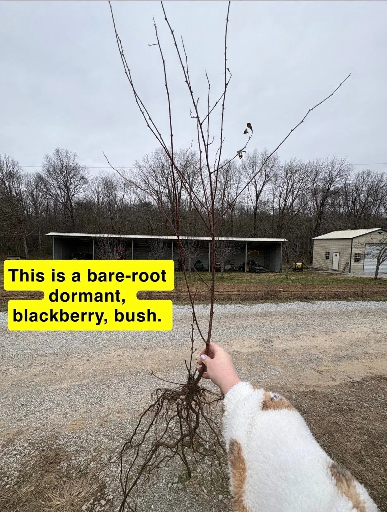 Bare-root dormant Wild Blackberry Bush with exposed roots held outdoors