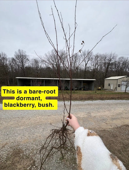 Bare-root dormant Wild Blackberry Bush with exposed roots held outdoors