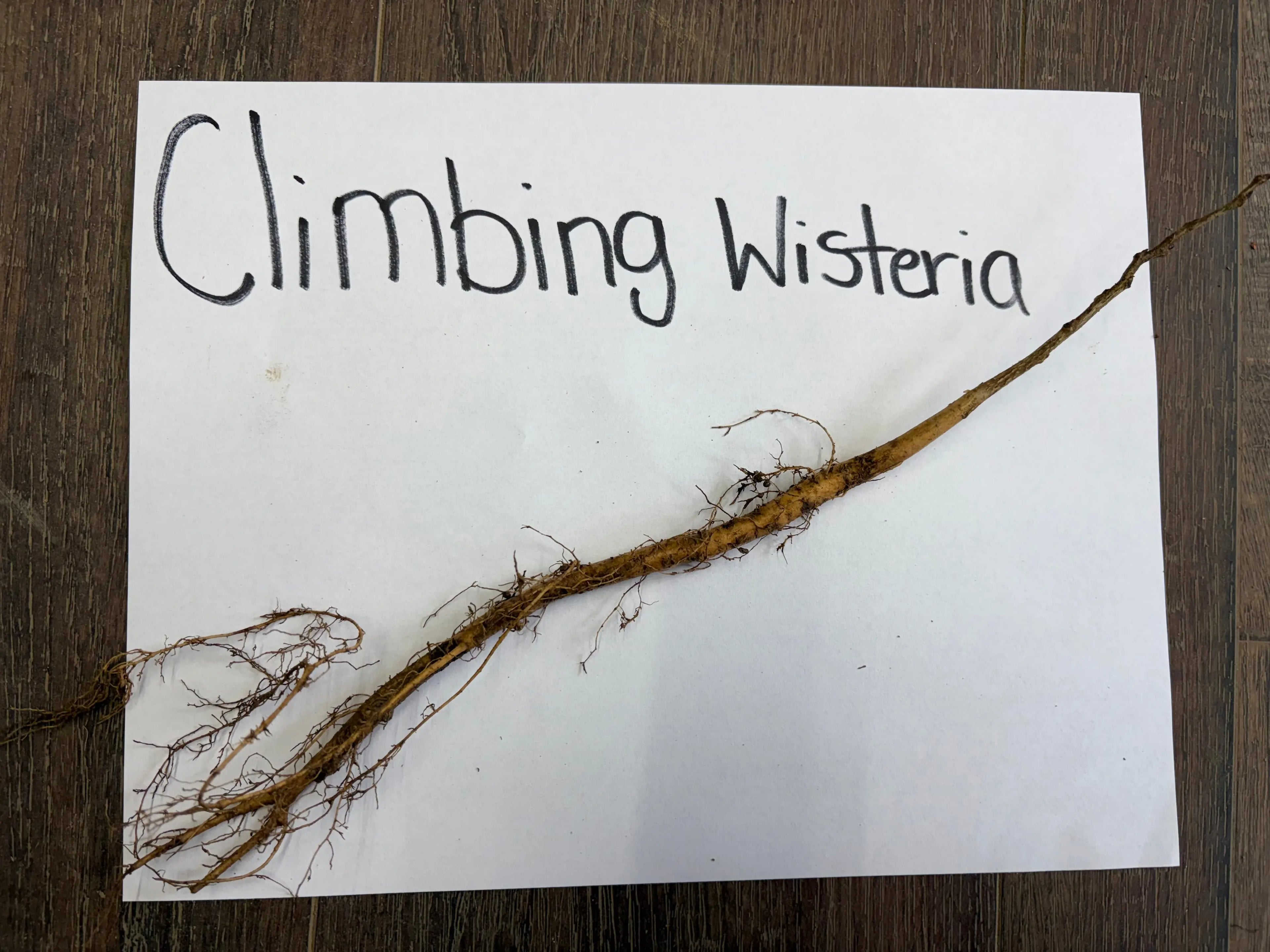 Brown woody climbing wisteria vine with tangled roots on labeled white paper